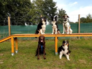 Hundegruppe auf Steg